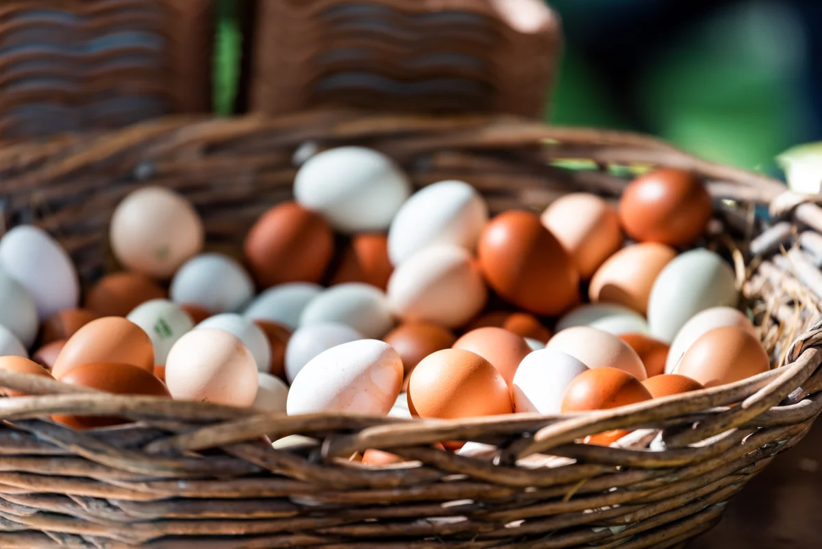 Basket of eggs