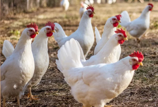 Broiler Chickens