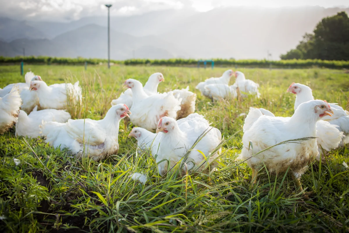 Broiler Chickens grazing