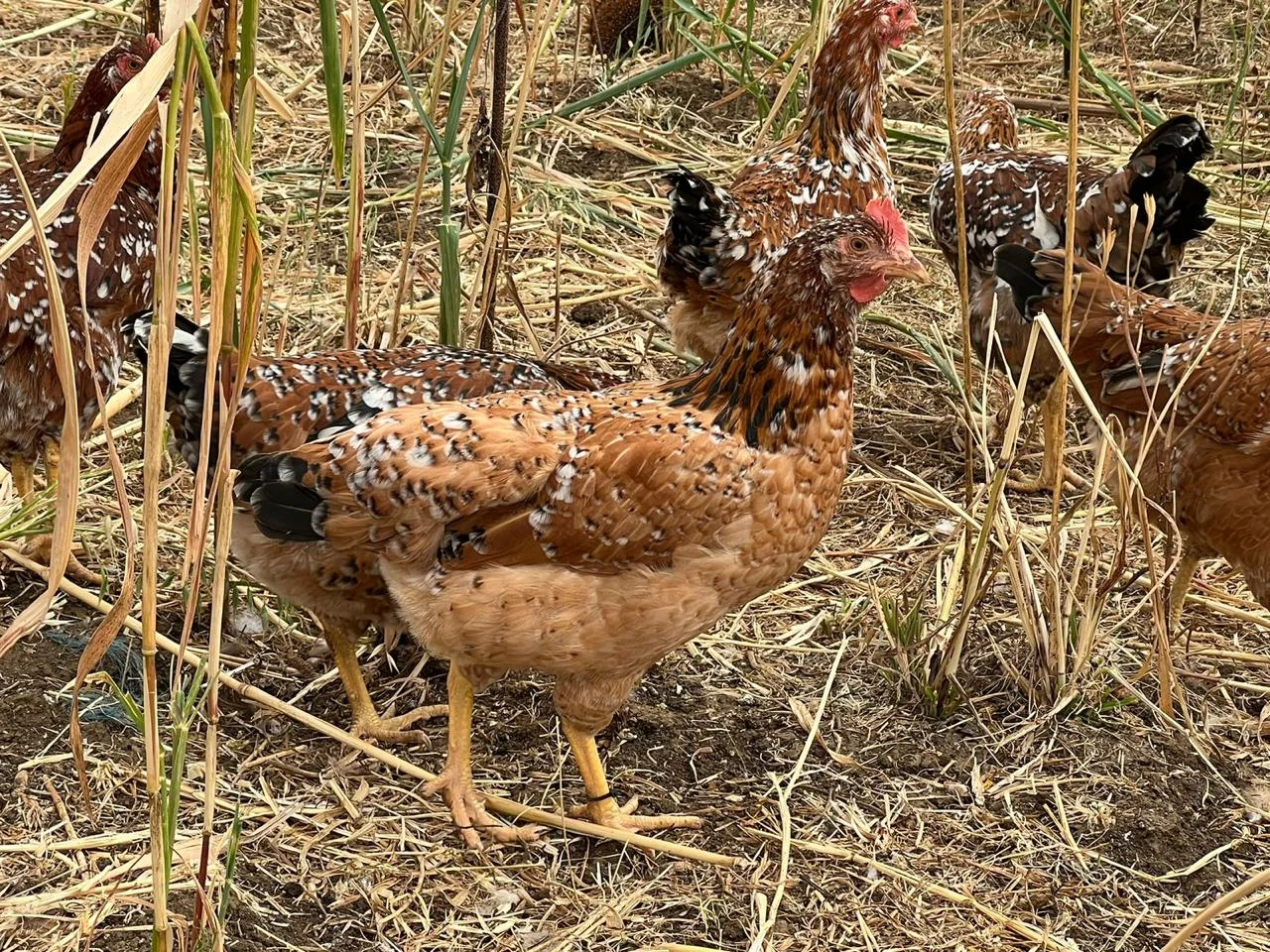 Chickens in a field