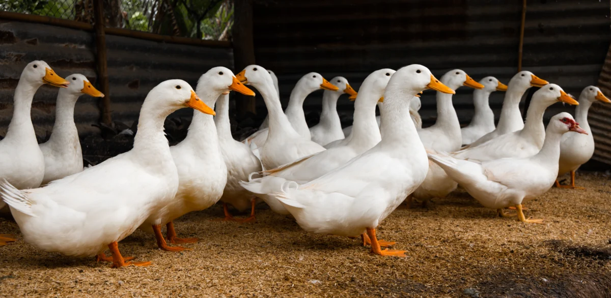 Ducks safely housed for the night