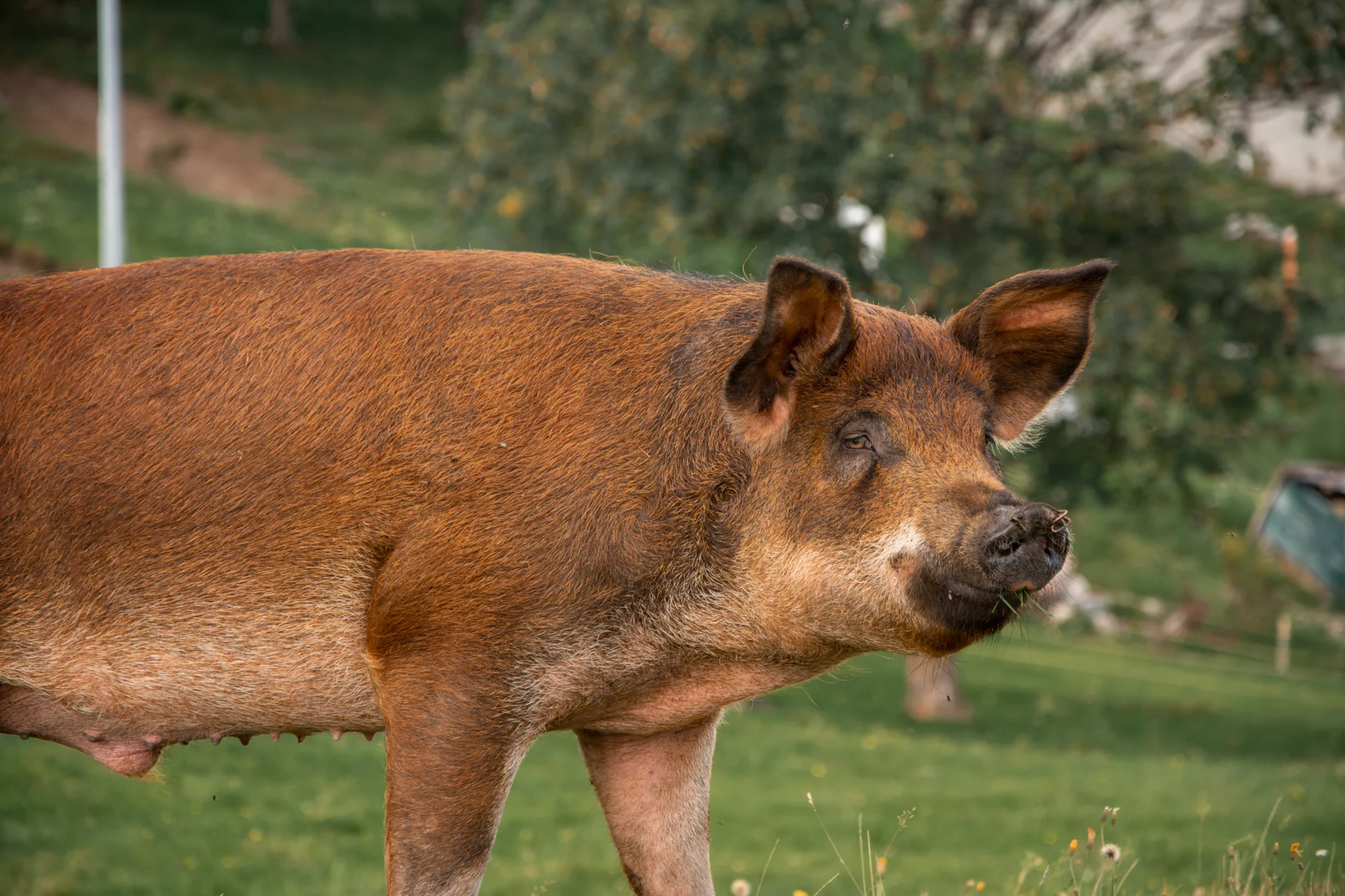 Duroc pig