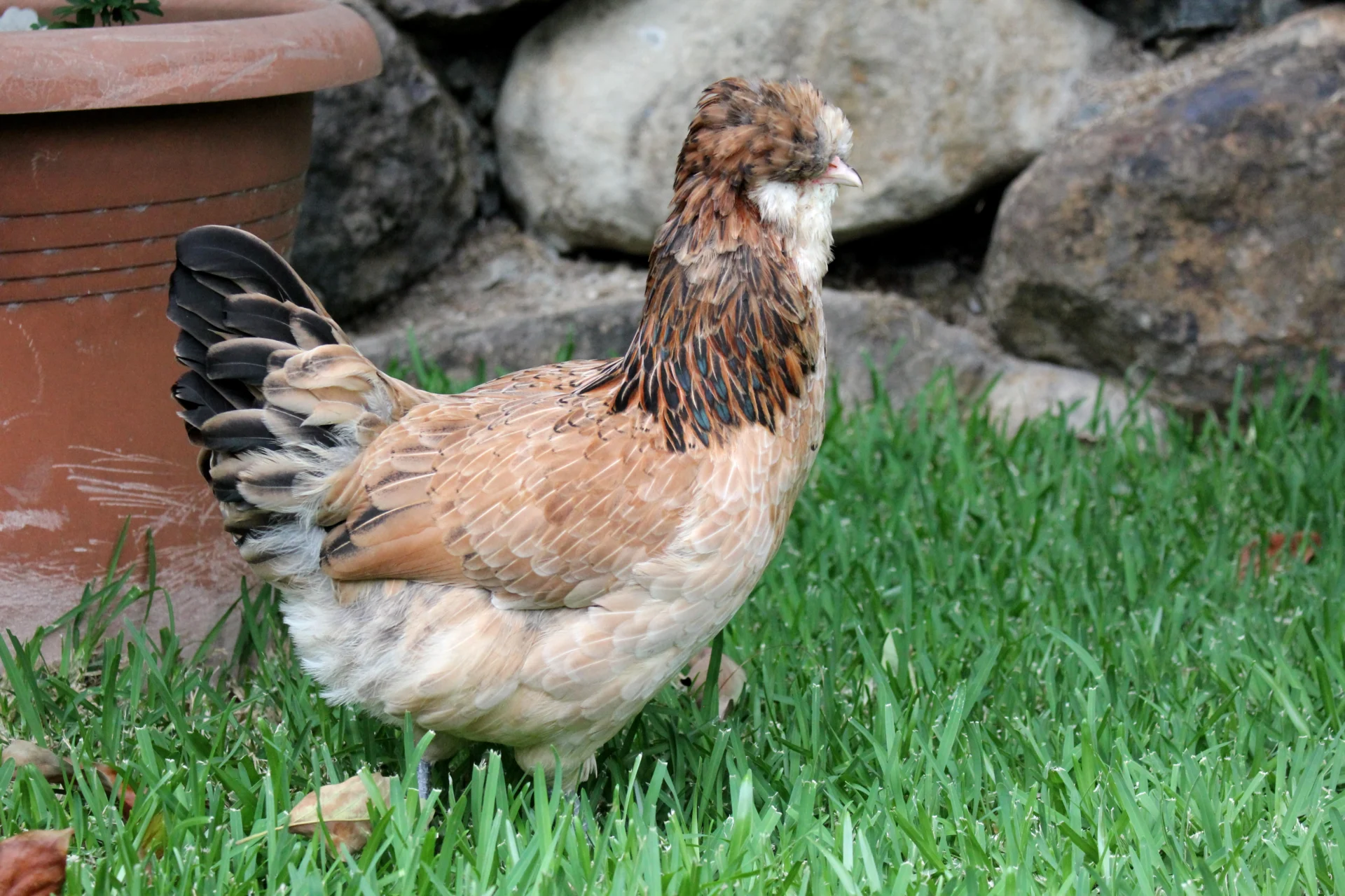 Easter Egger Chicken