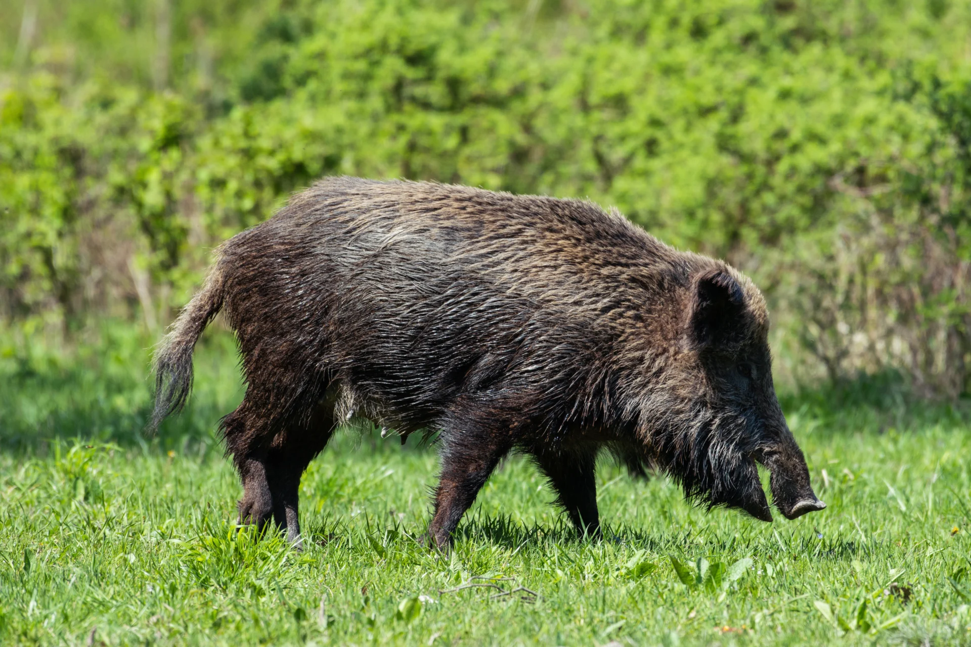 European Boar