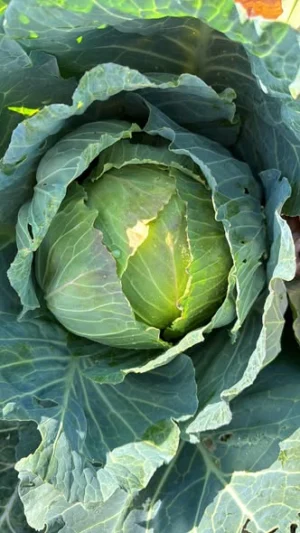 Green Cabbage