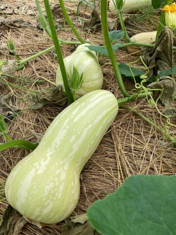 Organic Veg pumpkins Heirloom