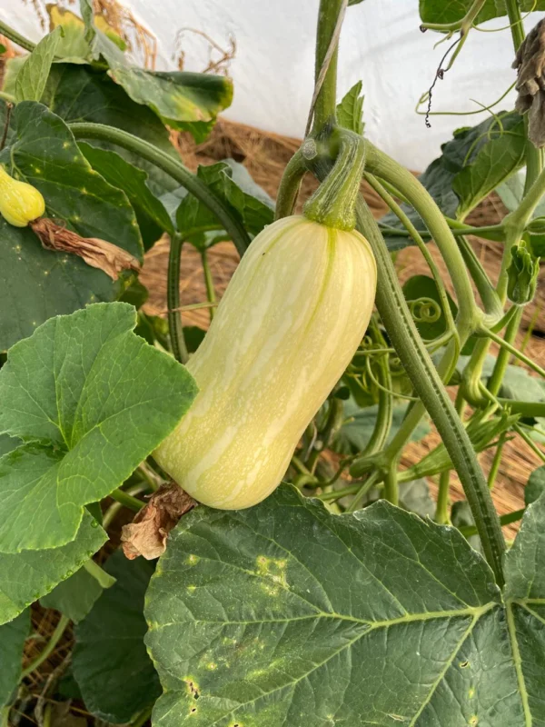 Organic foods sustainable