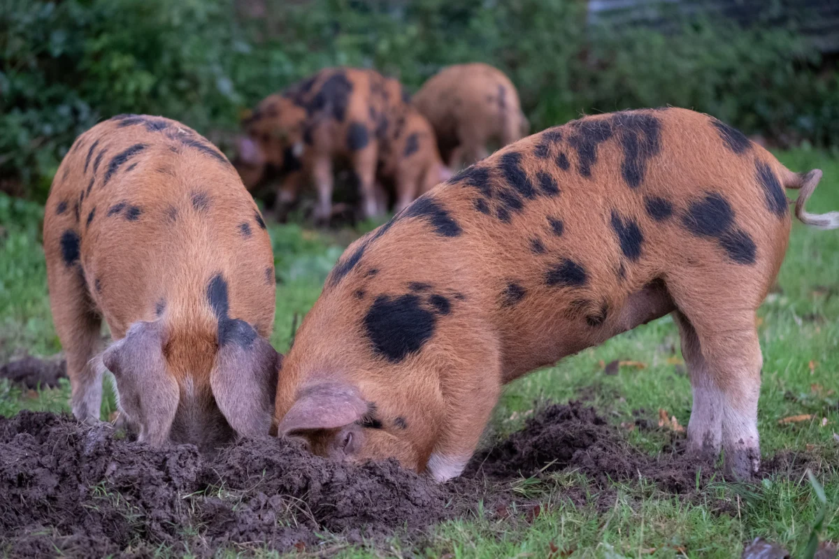 Pigs foraging