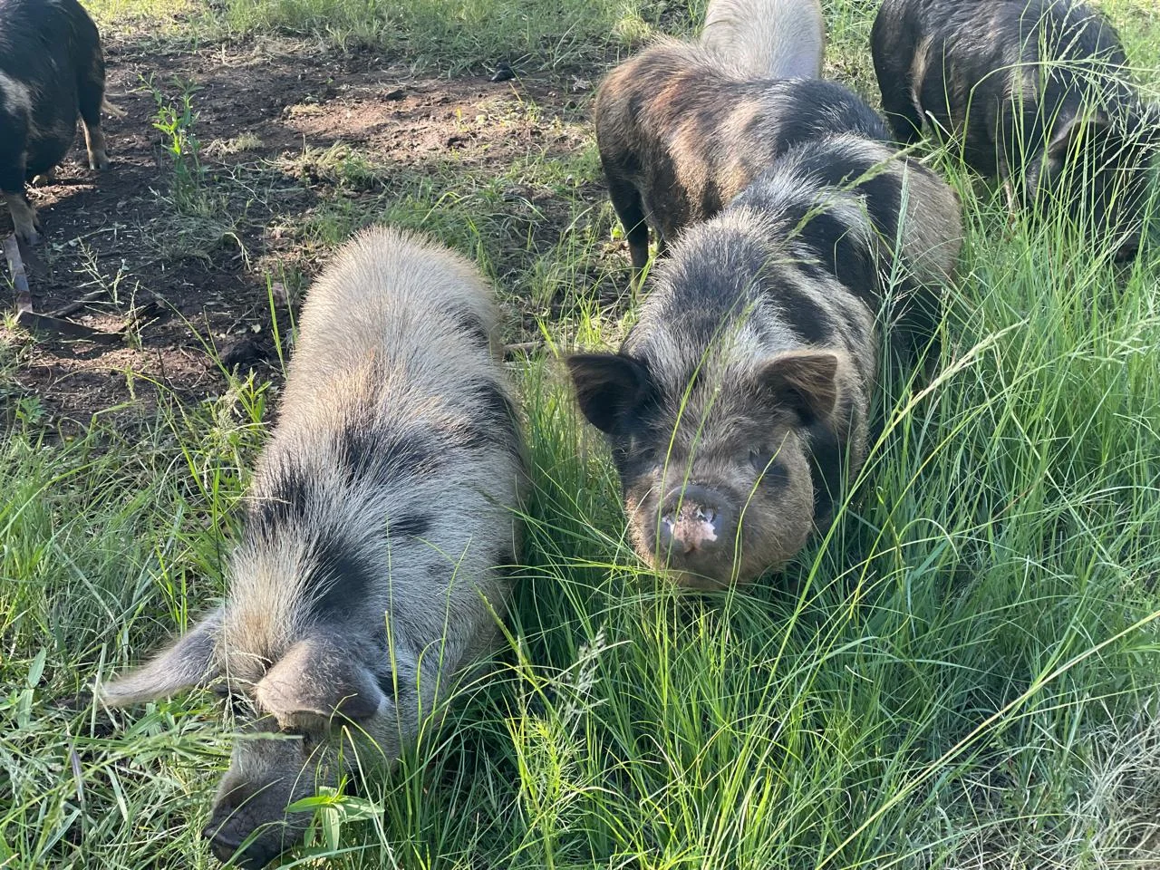 Pigs grazing in tall grass