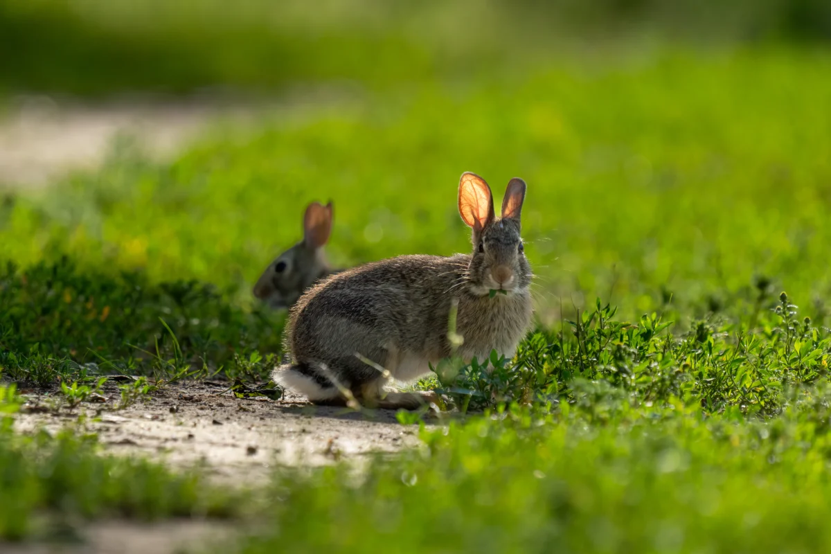 Rabbit grazing