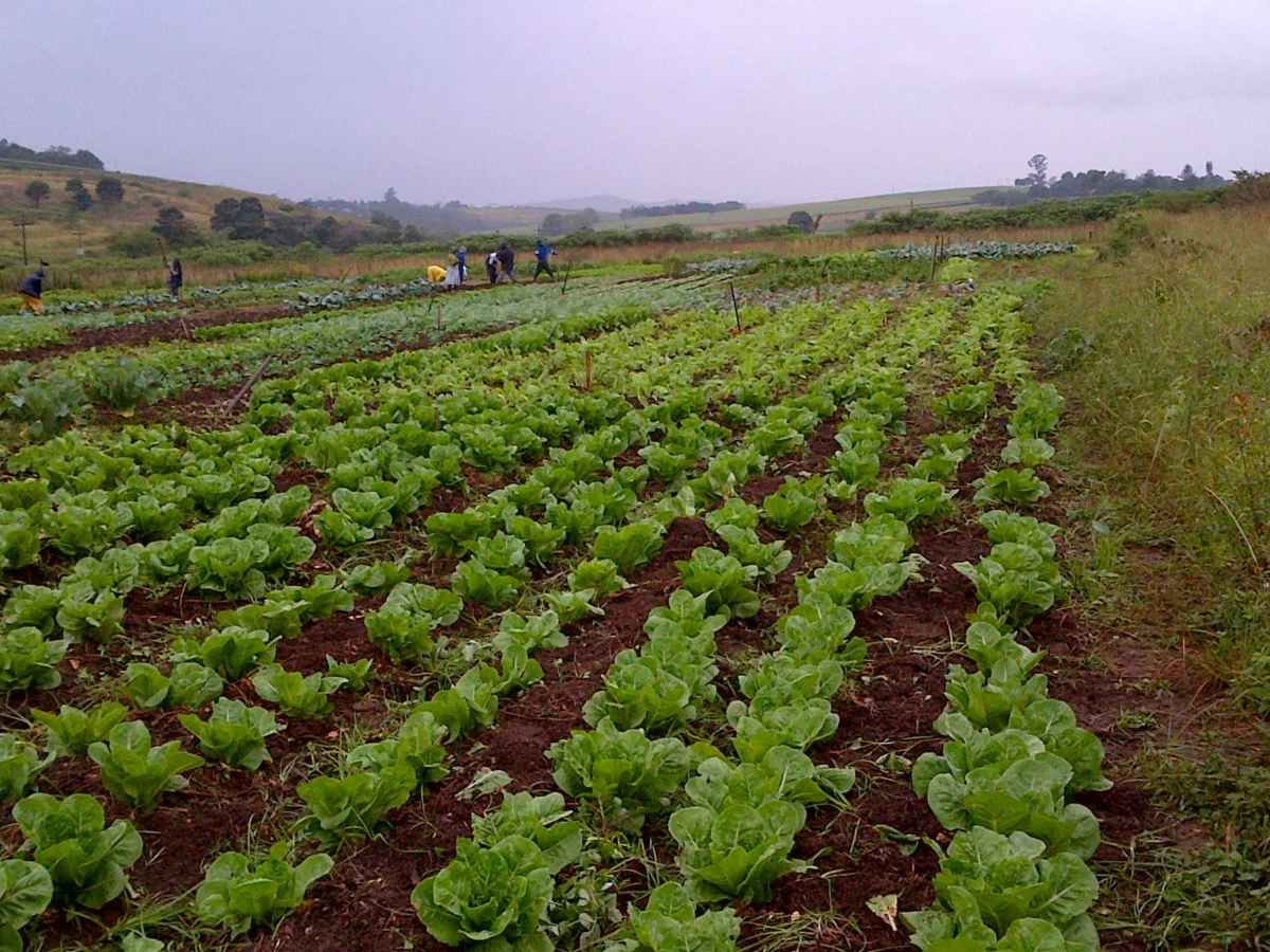 Veggies field with workers